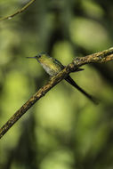 Image of Long-tailed Sylph