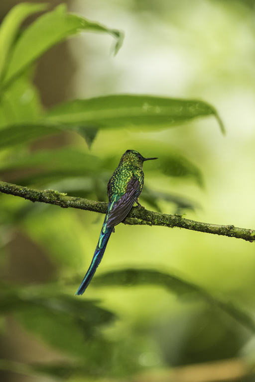 Image of Long-tailed Sylph