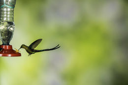 Image of Long-tailed Sylph