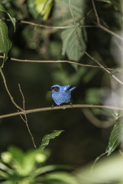 Imagem de Diglossa cyanea (Lafresnaye 1840)