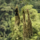 Image of Mountain Cacique