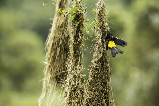 Image of Mountain Cacique