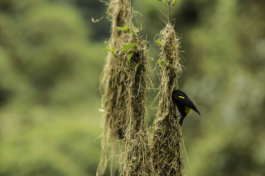 Image of Mountain Cacique