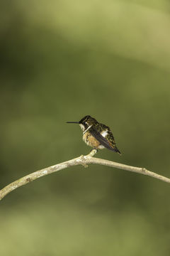 Слика од Calliphlox mitchellii (Bourcier 1847)