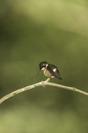 Image of Purple-throated Woodstar