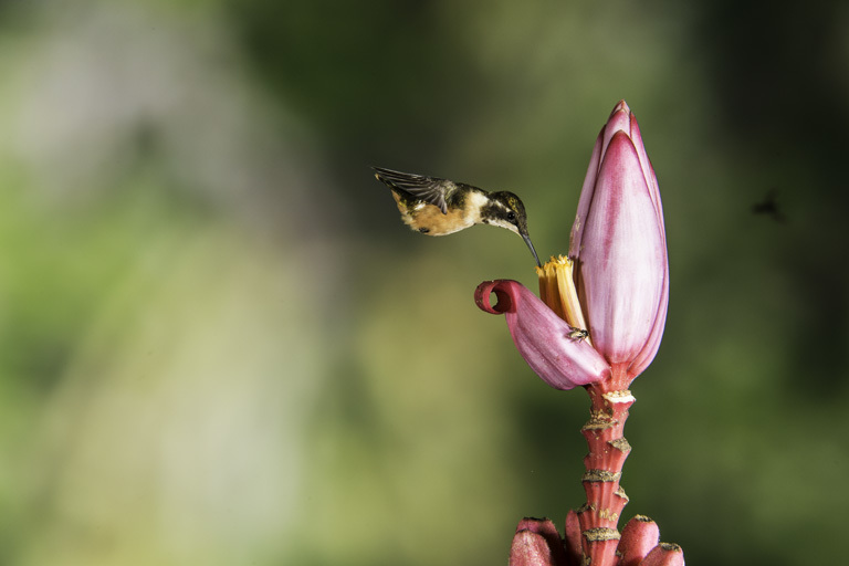 Image of Purple-throated Woodstar