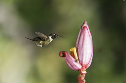 Image of Purple-throated Woodstar