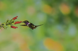 Image of Purple-throated Woodstar