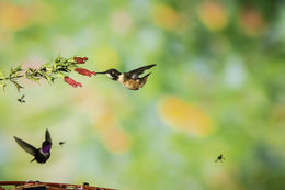 Image of Purple-throated Woodstar