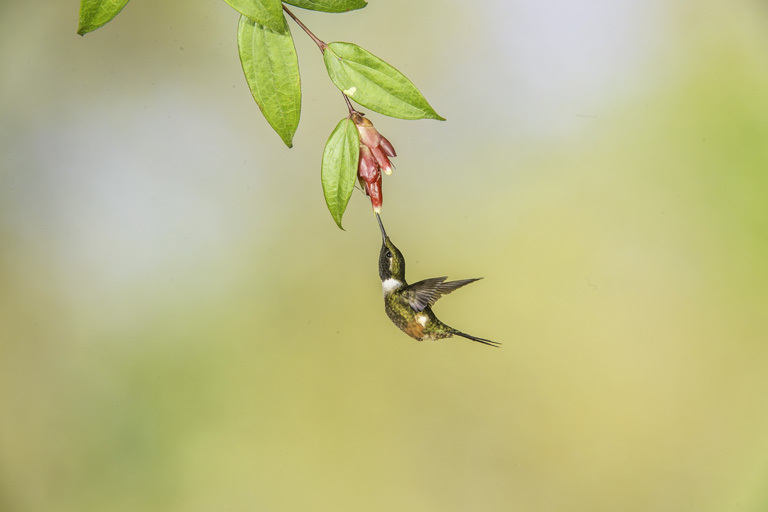 Image of Purple-throated Woodstar