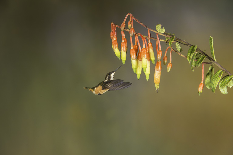 Image of Purple-throated Woodstar