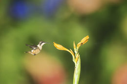 Image of Purple-throated Woodstar