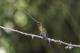 Image of Sword-billed Hummingbird