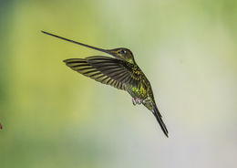 Image of Sword-billed Hummingbird