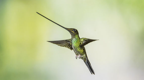 Image of Sword-billed Hummingbird