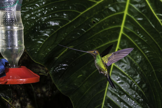 Image of Sword-billed Hummingbird