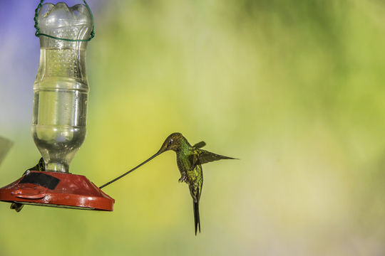 Image of Sword-billed Hummingbird