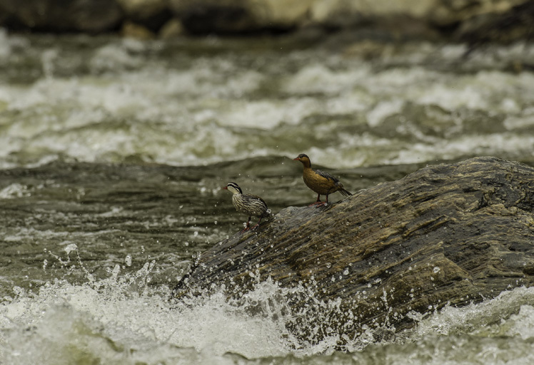 Image of Torrent Duck