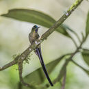 Image of Sylph Hummingbirds