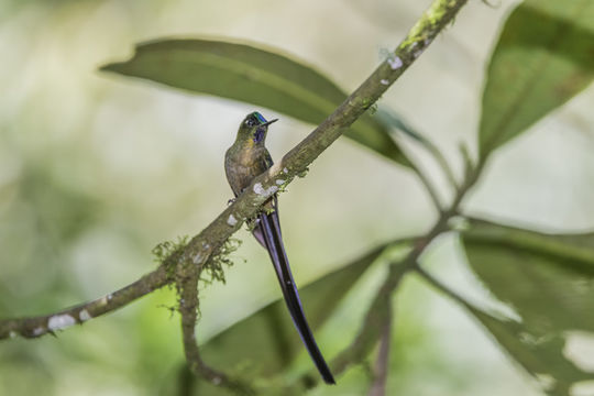 Image of Violet-tailed Sylph