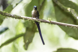 Aglaiocercus coelestis (Gould 1861) resmi