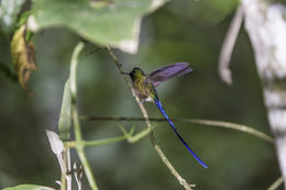 Слика од Aglaiocercus coelestis (Gould 1861)