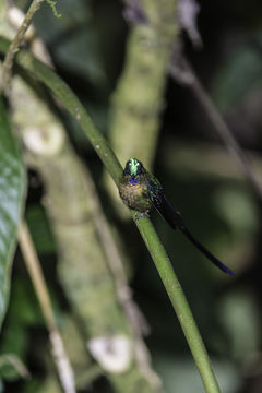 Image of Violet-tailed Sylph