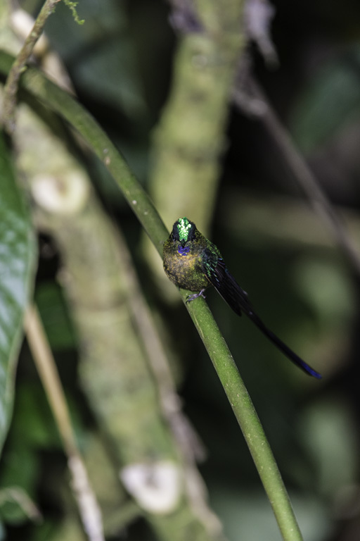 Слика од Aglaiocercus coelestis (Gould 1861)