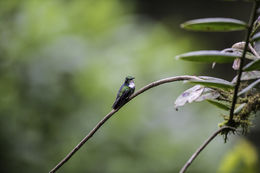 Image of Eastern Wedge-billed Hummingbird