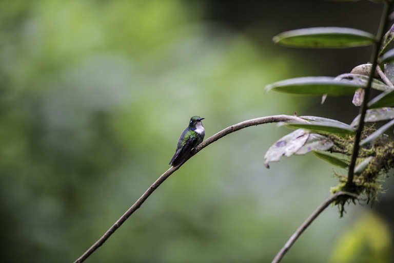 Image of Eastern Wedge-billed Hummingbird