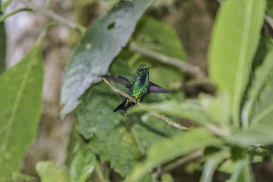 Chlorostilbon melanorhynchus Gould 1860 resmi