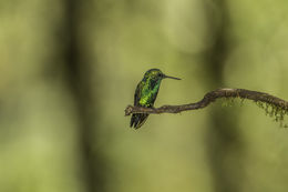 Image of Western Emerald