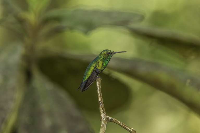 Image of Western Emerald