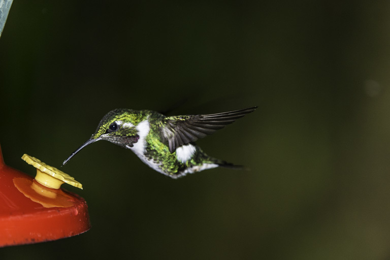 Image of White-bellied Woodstar