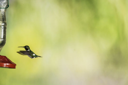 Image of White-bellied Woodstar