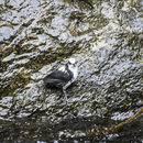 Image of White-capped Dipper