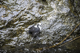 Image of White-capped Dipper