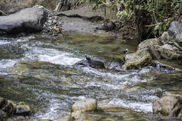 Image of White-capped Dipper