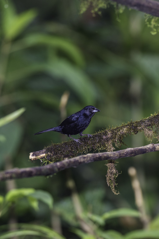 Image of White-lined Tanager