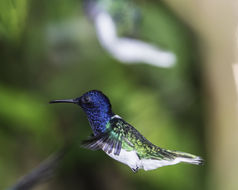 Image of White-necked Jacobin