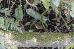 Image of Yellow-breasted Antpitta