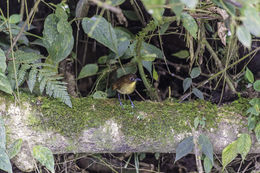 Image of Yellow-breasted Antpitta