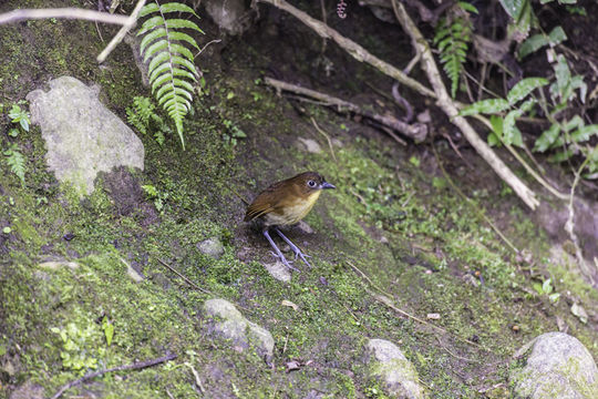 Image of Yellow-breasted Antpitta