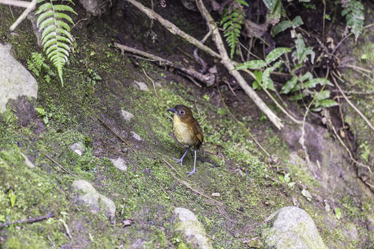 Image of Yellow-breasted Antpitta