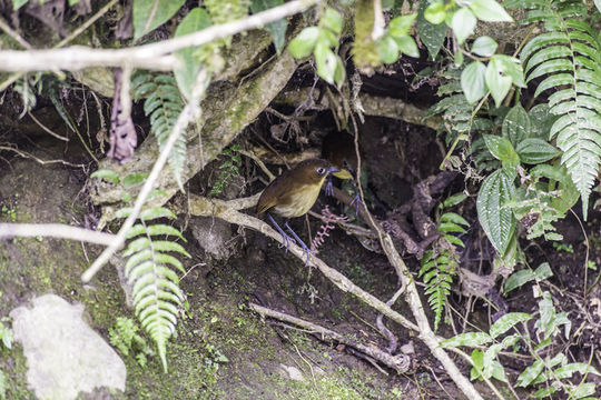 Image of Yellow-breasted Antpitta