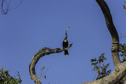 Image de Anhinga d'Amérique