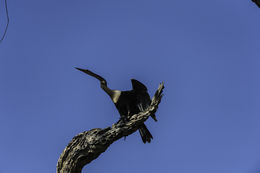 Image de Anhinga d'Amérique