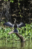 Image de Anhinga d'Amérique