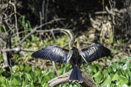 Image of Anhinga