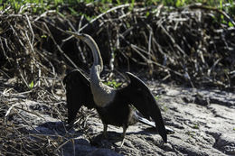 Image de Anhinga d'Amérique